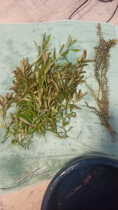 Hygrophilia i Moczarka roślinki akwariowe