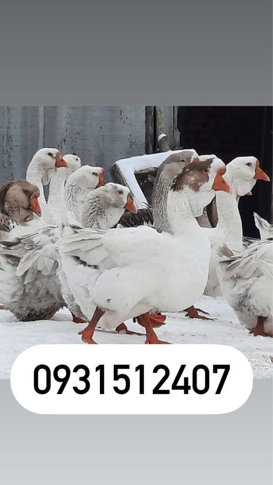 Гуси Породи Холмогор.