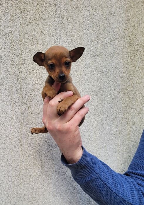 Pinscher miniatura femea