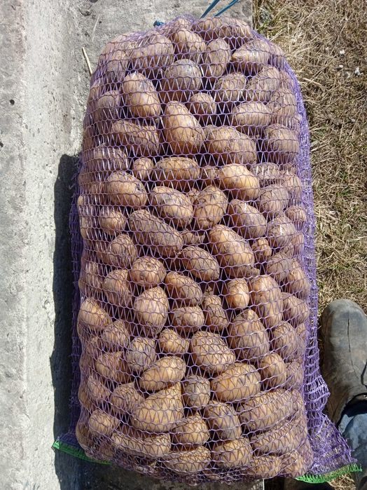 Продам картоплю посадкову