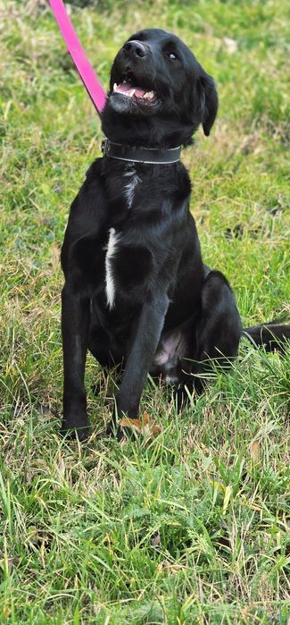 Labubu , roczny Samiec