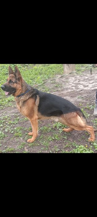 Німецька вівчарка