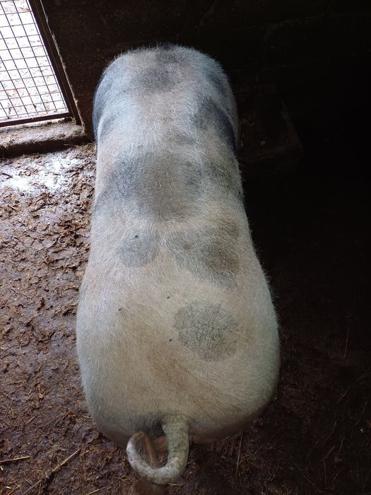 Porca pietran caseira