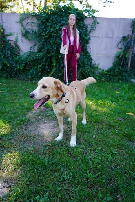 Lagodny piesek fo adopcji