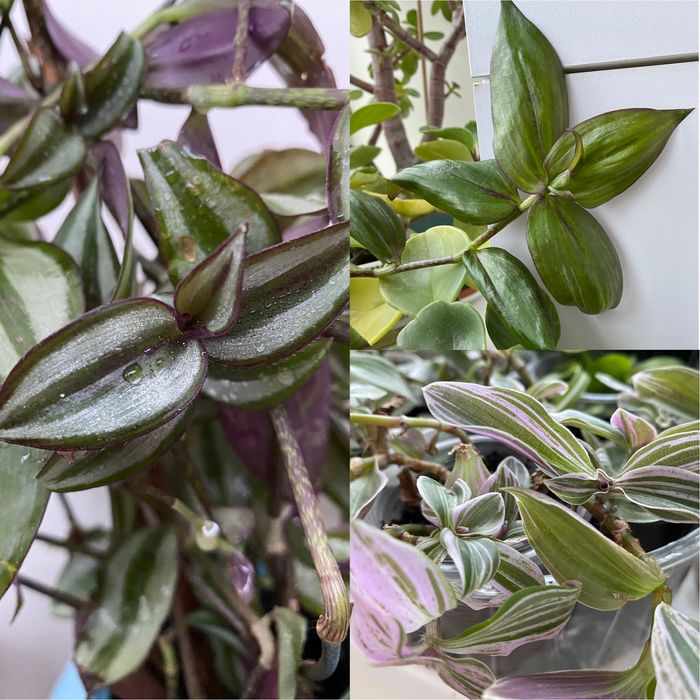 Традесканція 10 сортів традесканция