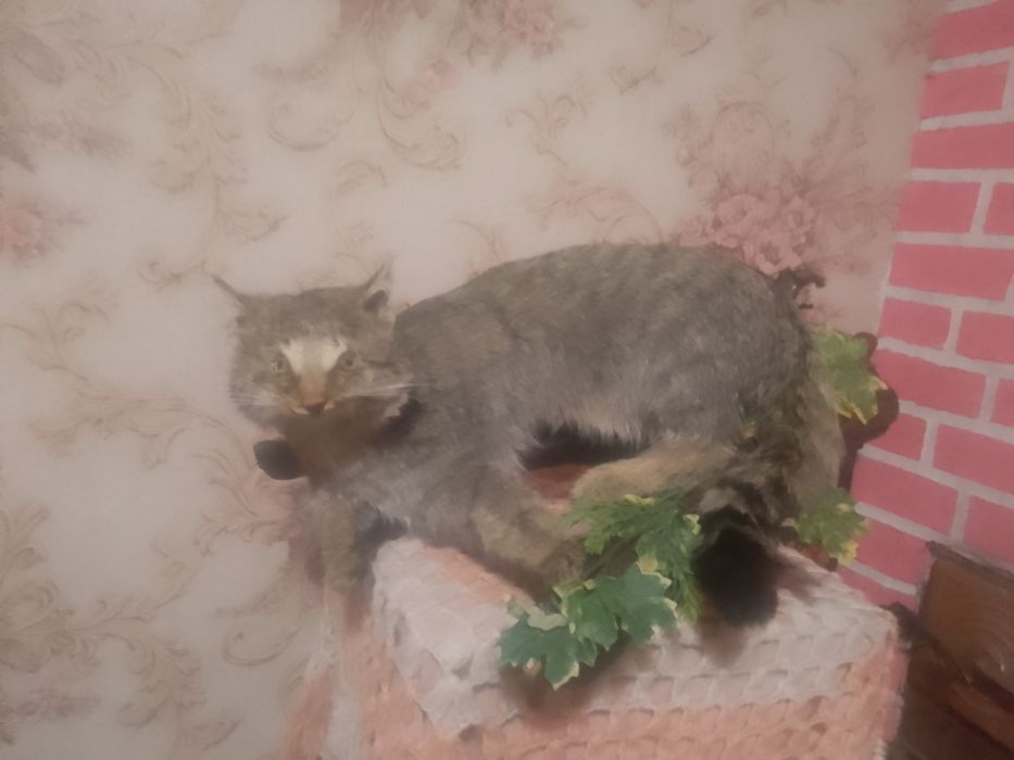 Продам чучало лісового кота