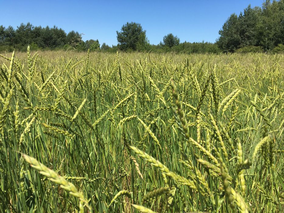 Mąka orkiszowa ekologiczna