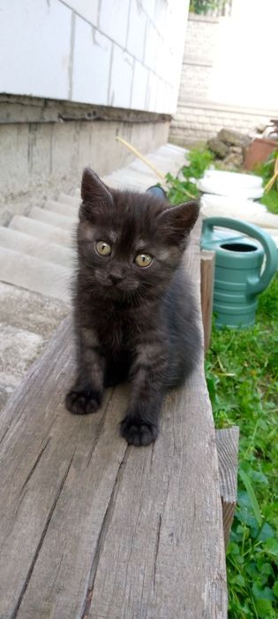 Віддамо гарних кошенят в хороші руки!