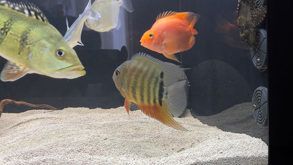 Peixes ciclideos americanos