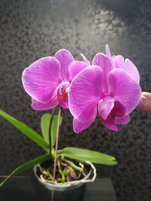 Кімнатні рослини