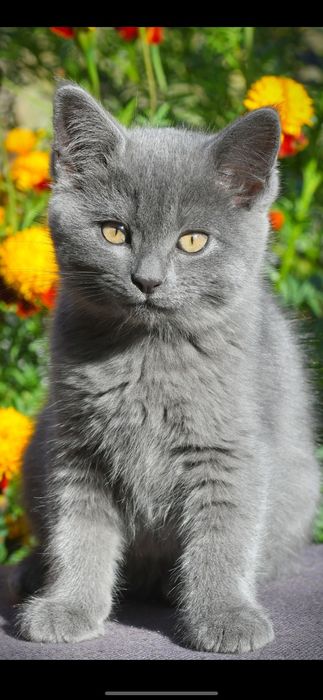 Кошеня кішка Британська