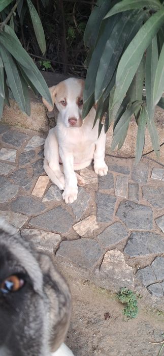 Cachorros cão de gado transmontano puros