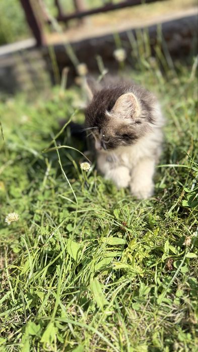 Два маленьких кошенятка