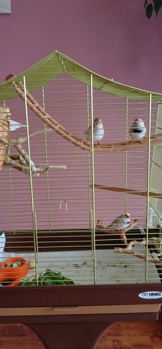 Sprzedam ptaszki z klatką