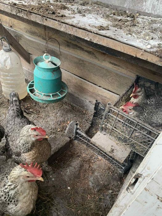 Борківська барвиста інкубаційні яйця