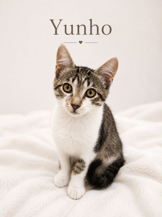 Gatinhos para adoção responsável