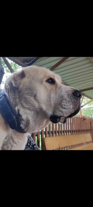 Молодой красивый Алабай ищет свою Невесту.