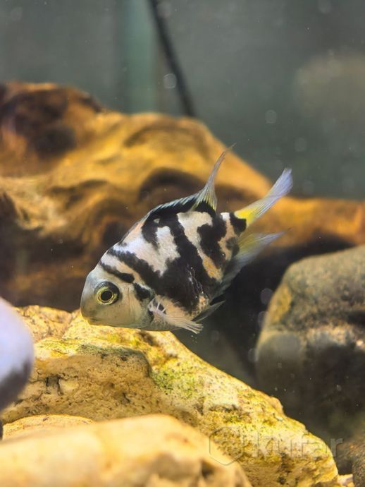 Срочно!!!Сапфировых попугаев