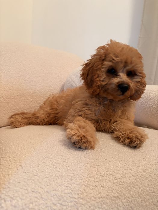 Cavapoo piesek rudy wspaniały charakter