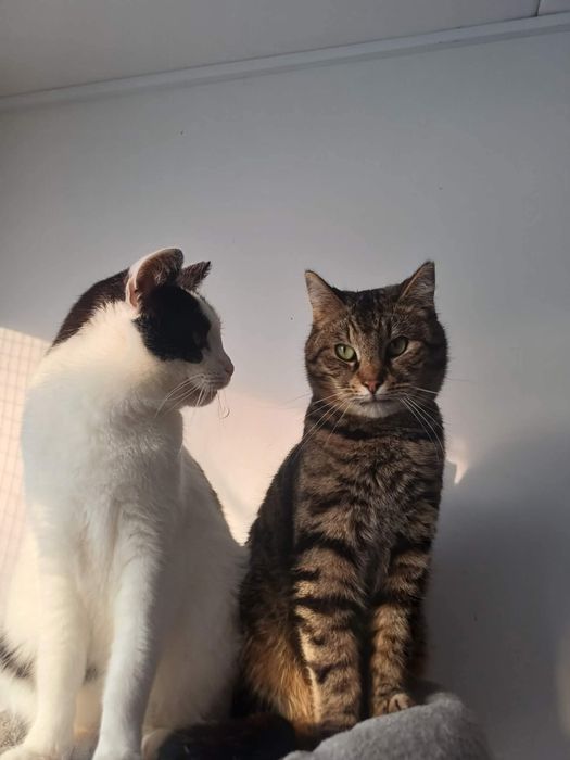 kot kocur do adopcji za darmo