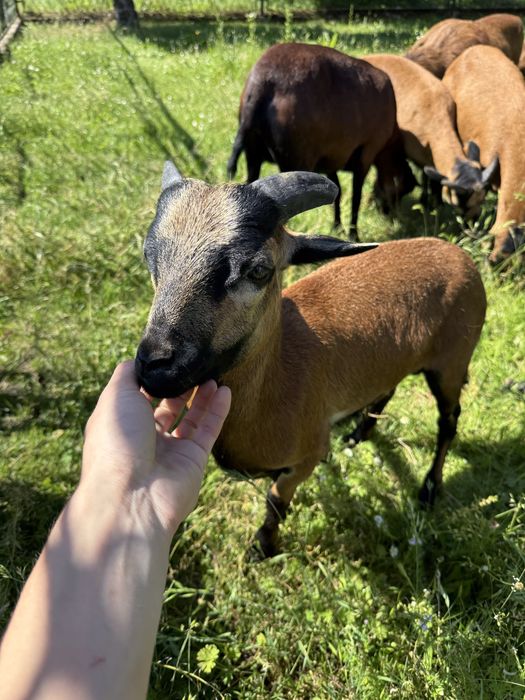 Owce kameruńskie, dwa baranki młode