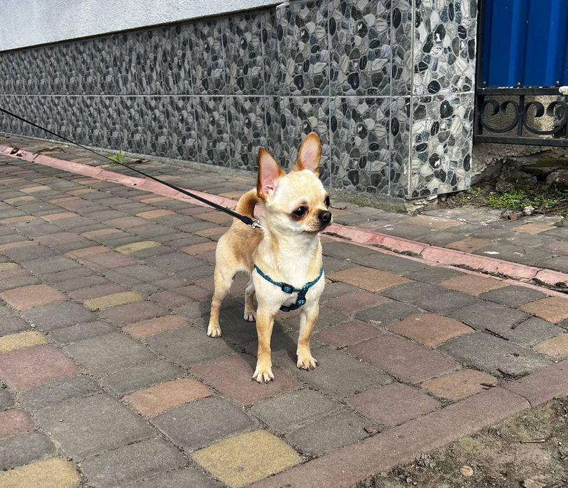 Чіхуахуа для в'язки