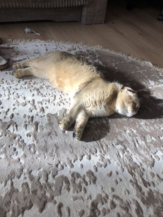 Вʼязка  котів золота шиншила