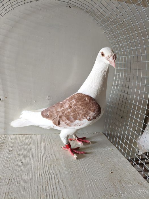 Gołębie staropolska samica