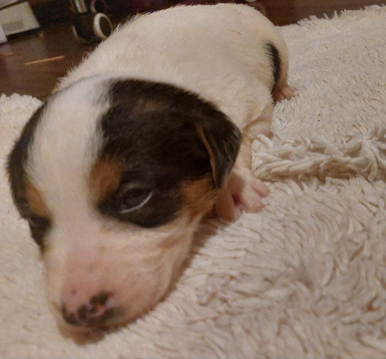 Oddam pieski w dobre ręce