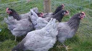 домінант D 107  яєчний крос інкубаційне яйце