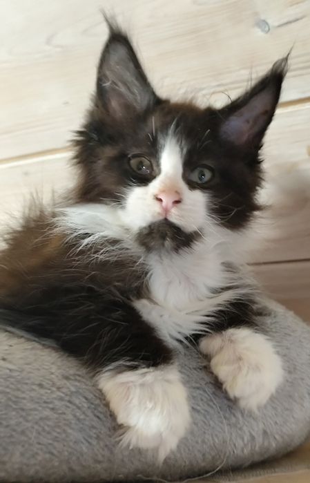 Kocurek JANTAR  cudowny chłopczyk Maine Coon