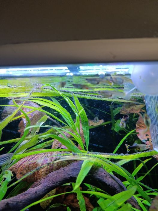 Guppys variados adultos e crias