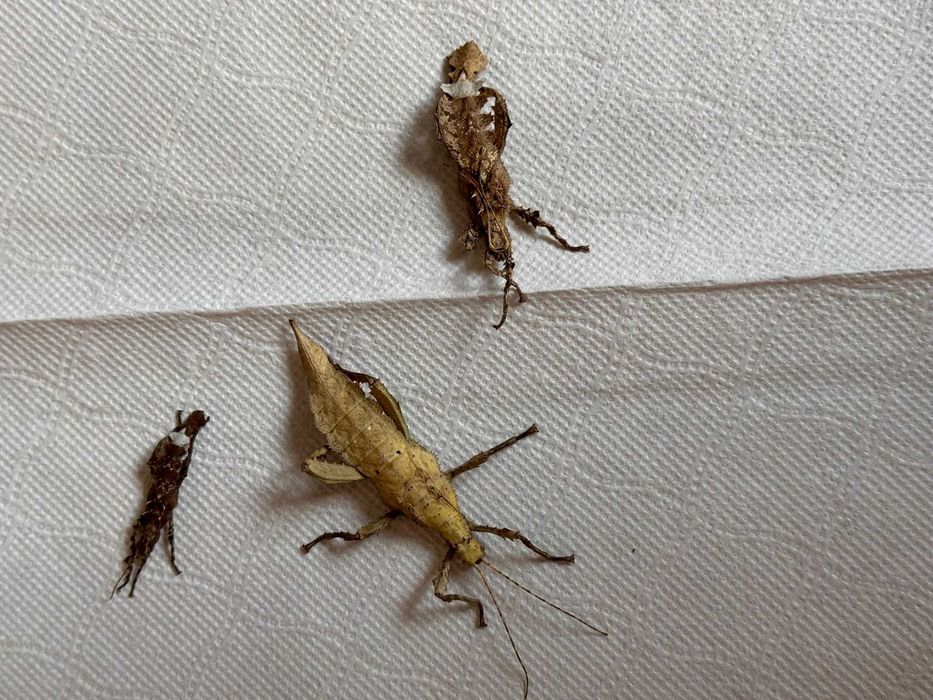 Straszyk olbrzymi - młode 3 sztuki