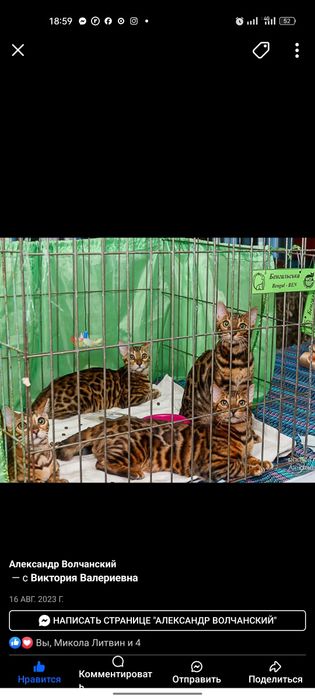 Бенгальські кошенята від клубу