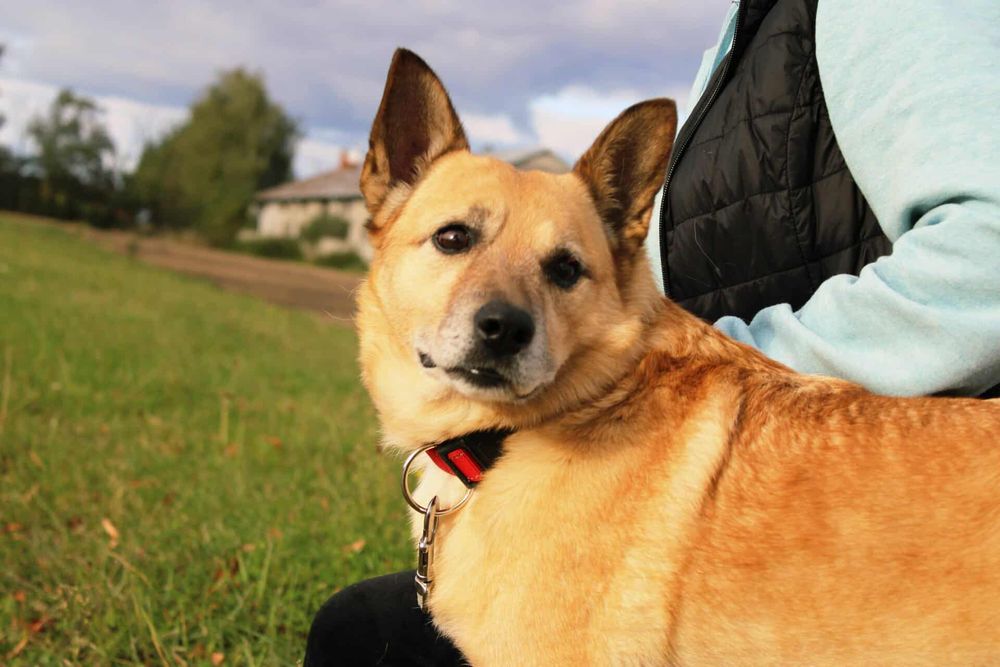 Gwizdek czeka na adopcje