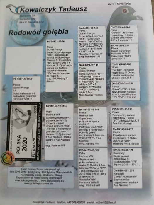 Gołąb pocztowy Kowalczyk Tadeusz