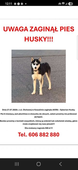 Zaginęła suczka husky Akira