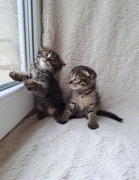 Шотландские вислоухие котята