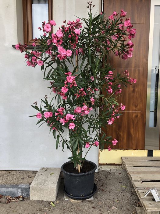 Duży różowy oleander