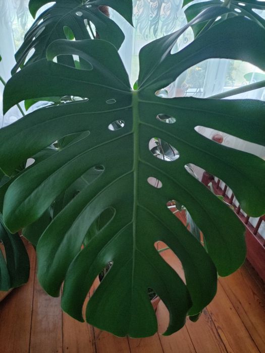 Duża ładna monstera
