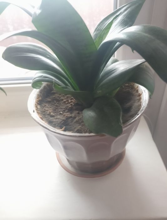 Продам вазони Сансевєрія