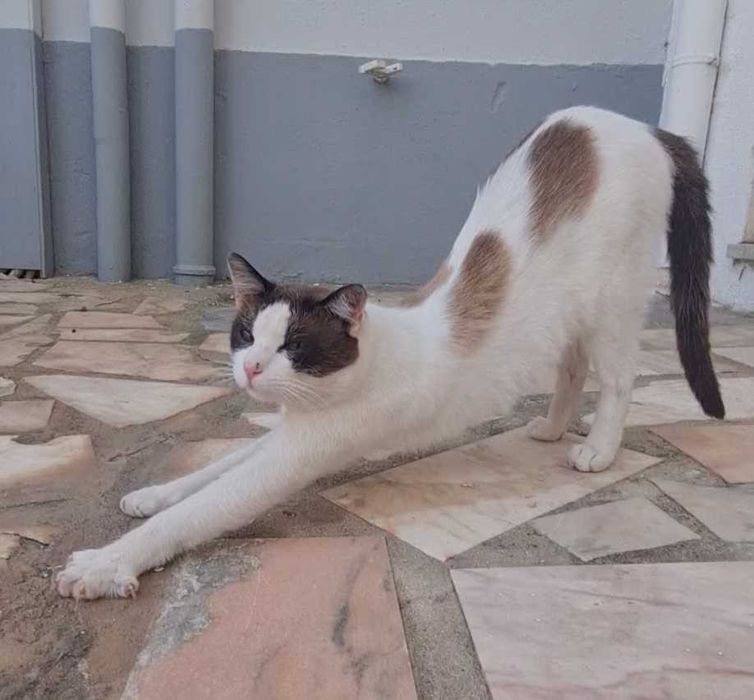 Gato Venice - para Adopção responsável ou FAT