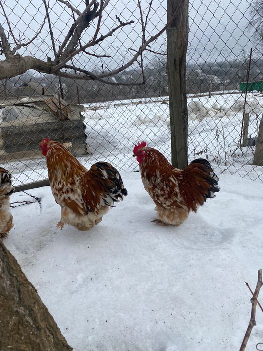 Карликові кохінхіни півні кури