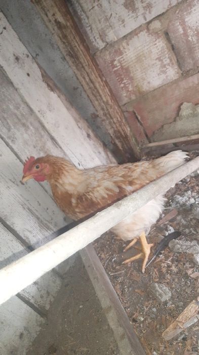 Galo 3meses e tal muito saudável