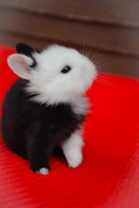 Króliki karzełki teddy / długowłosy / puchaty / puszysty