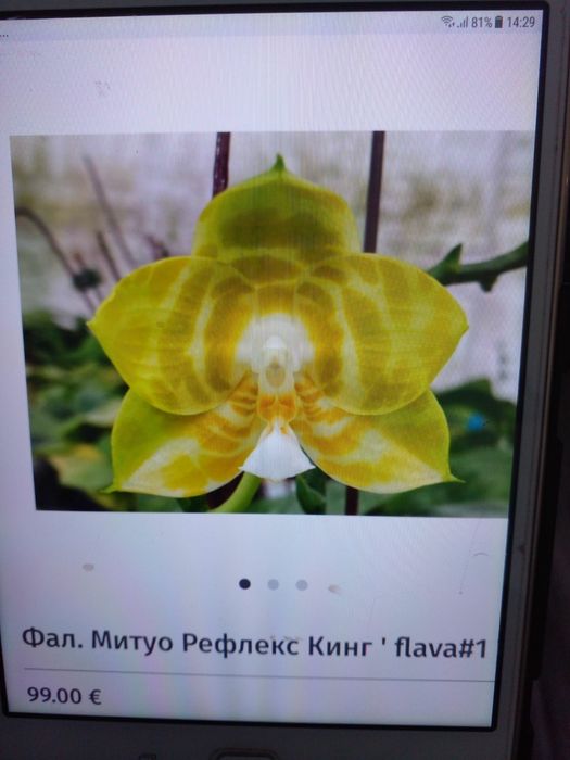 Орхидея Миту Рефлекс Кинг Флава # 1 з цветоносом