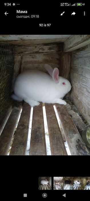 Продам  молодняк кролів