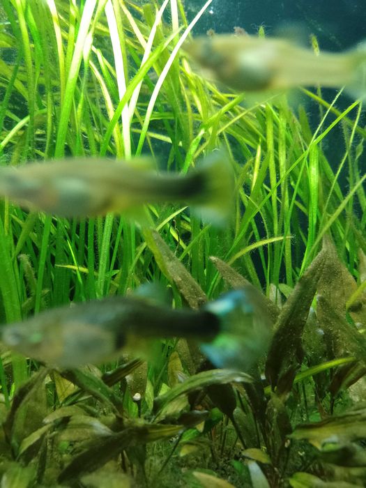 Gupik samica dorosła