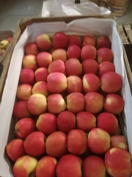 Jabłka  Lobo, Cortland i inne odmiany