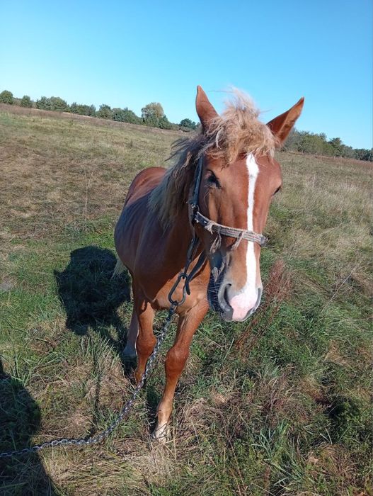 Продам молодого коника